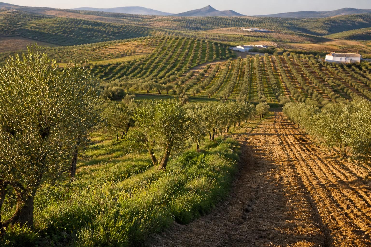 découvrez la politique phytosanitaire européenne sur le glyphosate et les disparités réglementaires entre les états membres, avec un focus sur la situation en espagne.