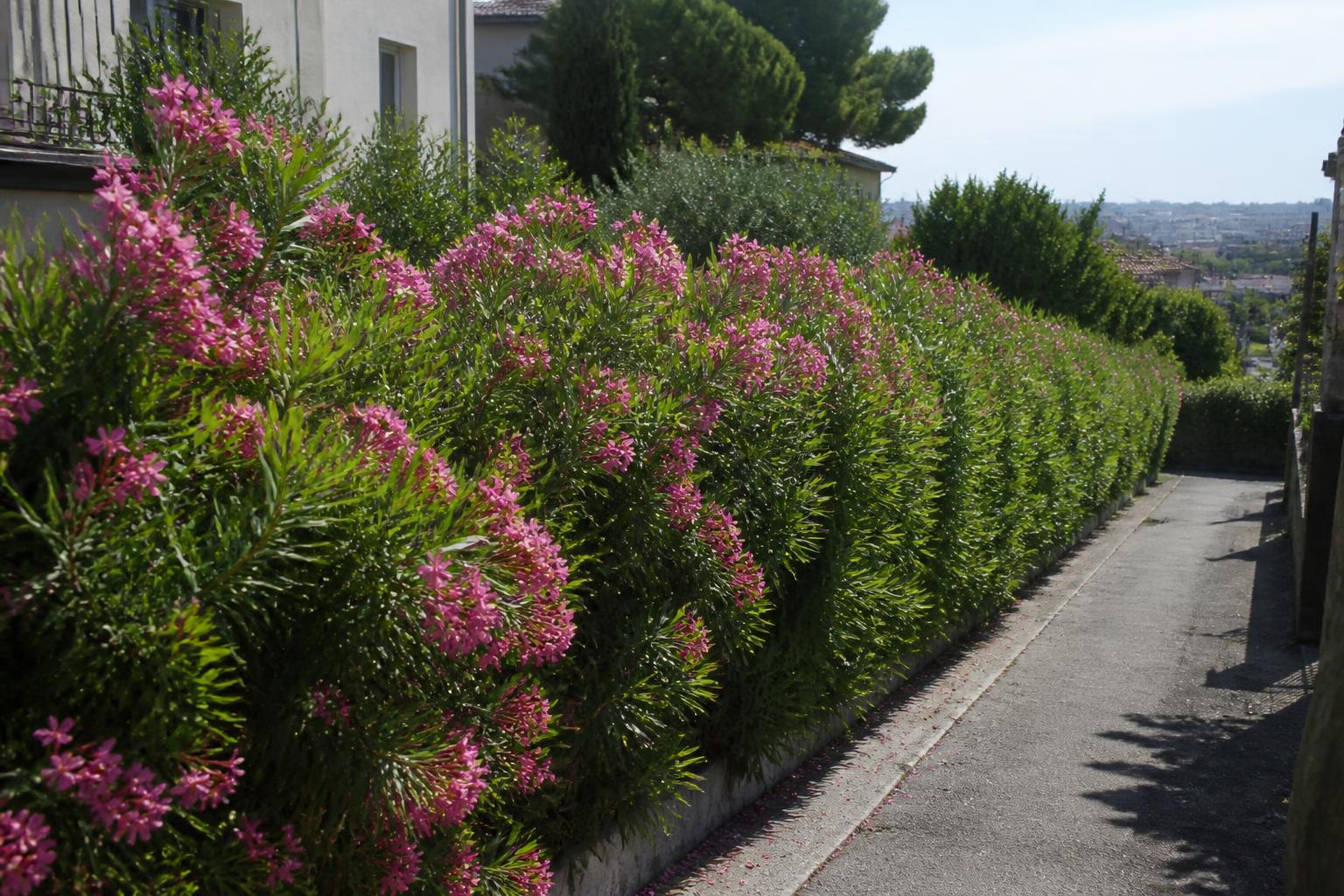 découvrez comment la haie de laurier rose contribue à la végétalisation des espaces privés, favorise la biodiversité urbaine et respecte la réglementation en vigueur pour une plantation optimale.